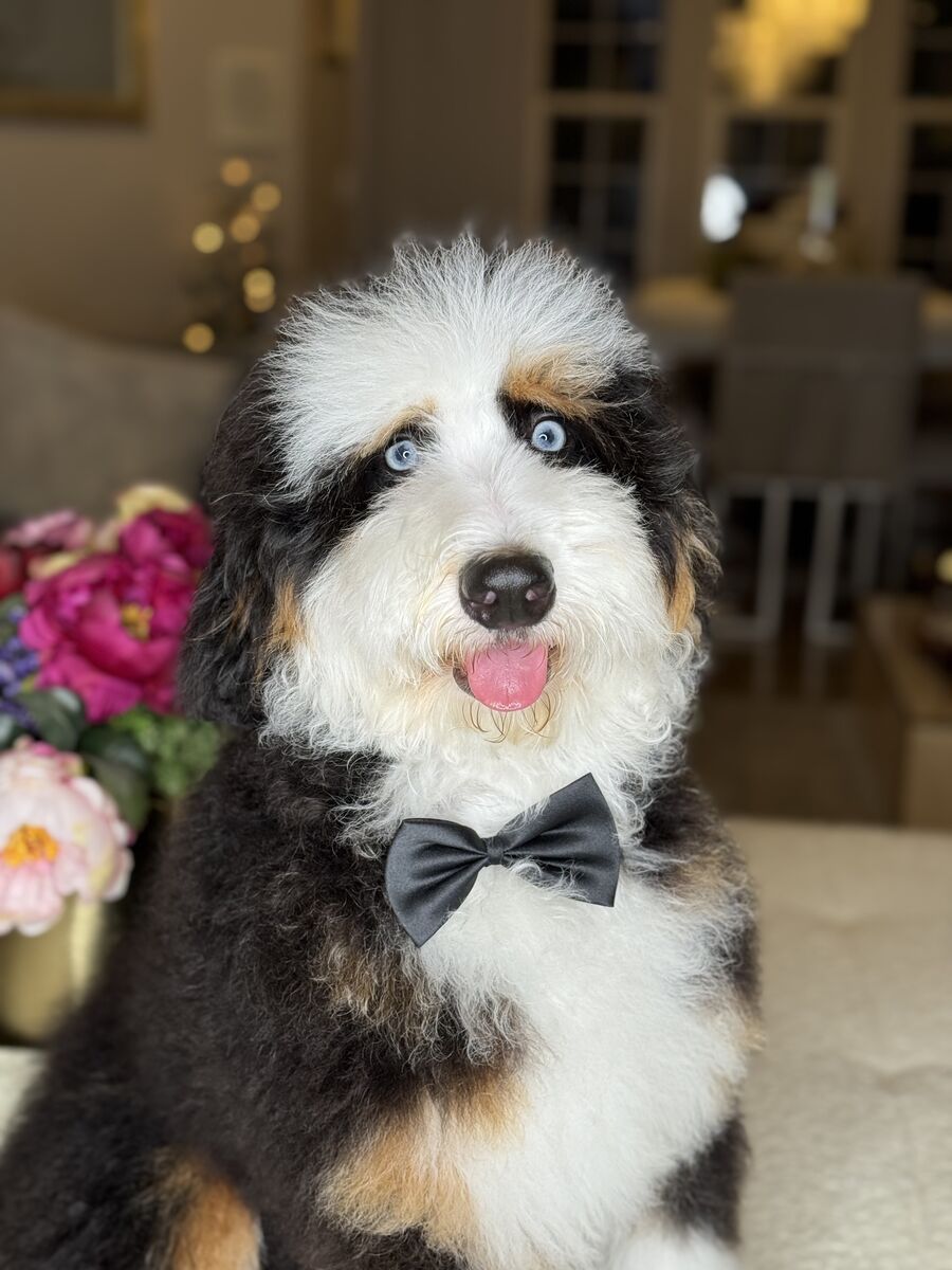 Mini Bernedoodle stud