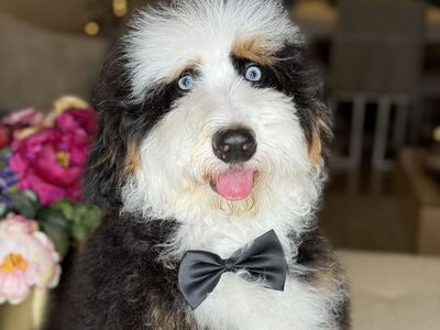 Mini Bernedoodle stud
