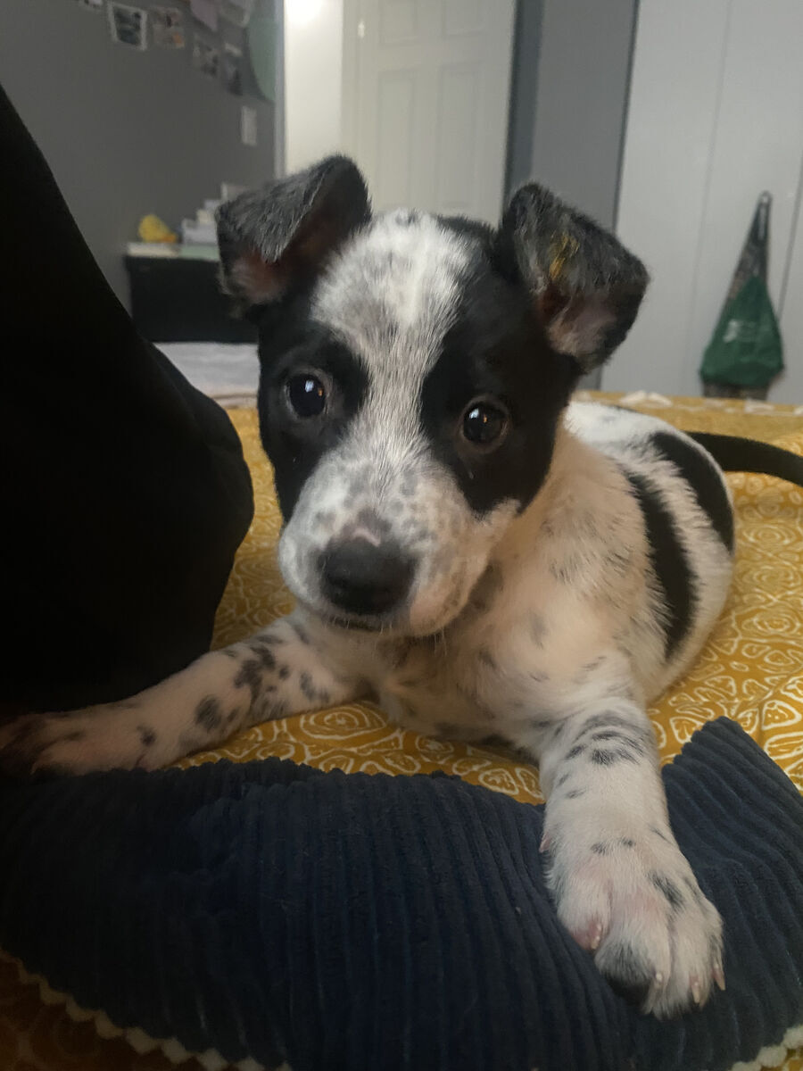 [Puppy] Australian Cattle Dog for Sale