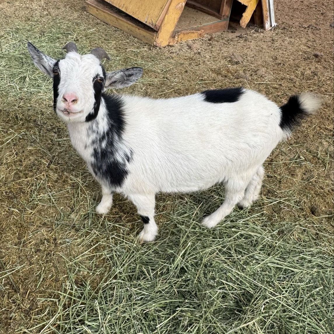 CC- Pygmy Doe 