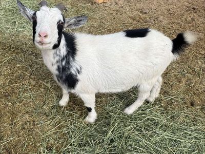 CC- Pygmy Doe