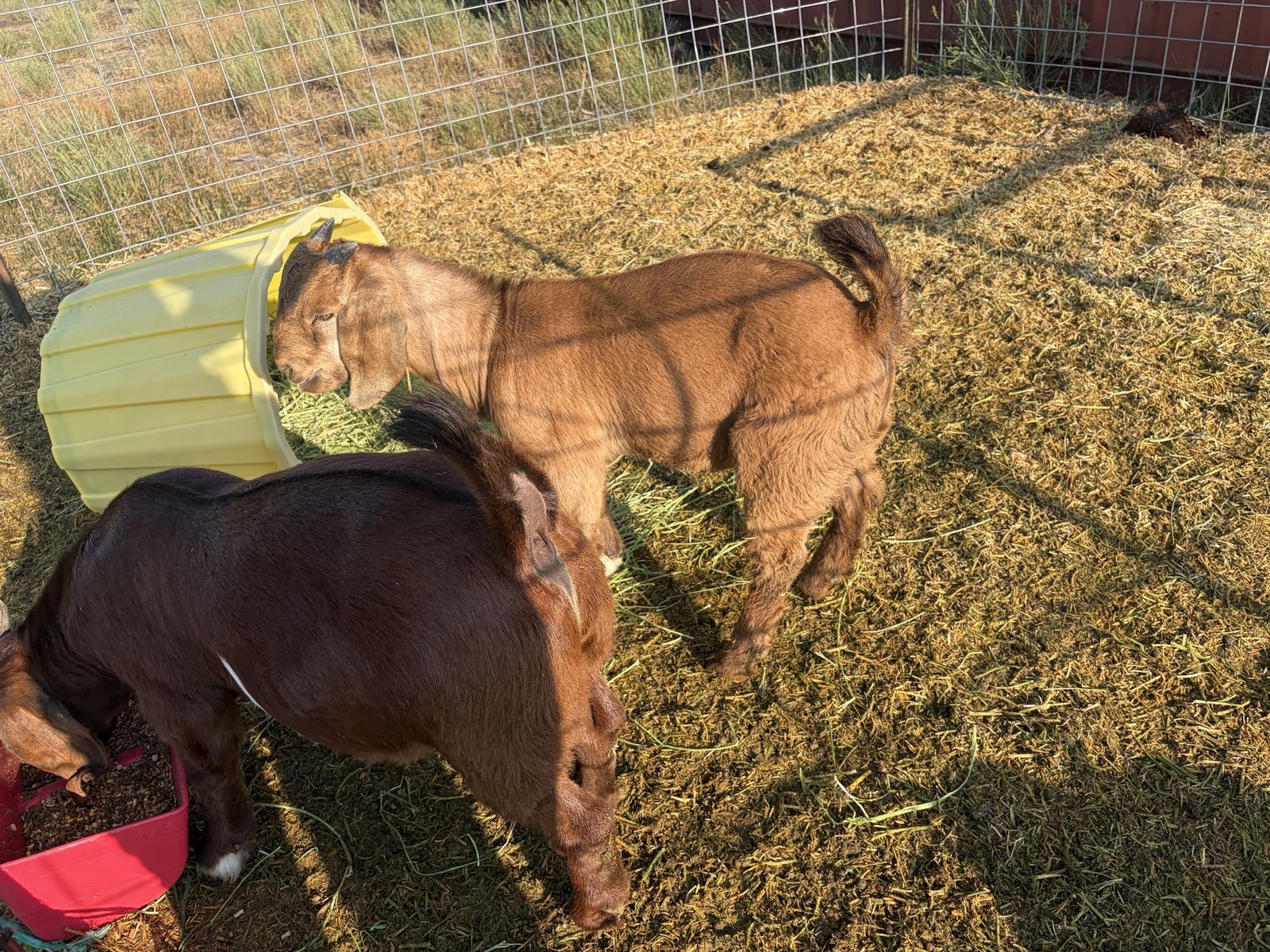 Boer Goat 
