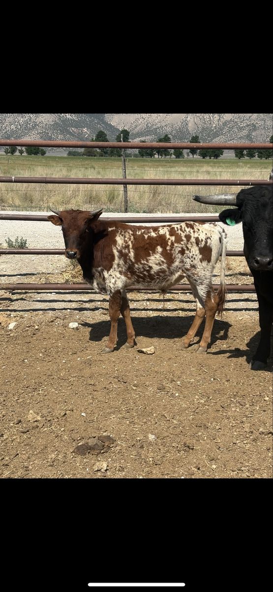 Corriente calf