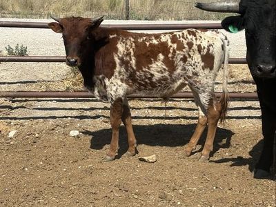 Corriente calf
