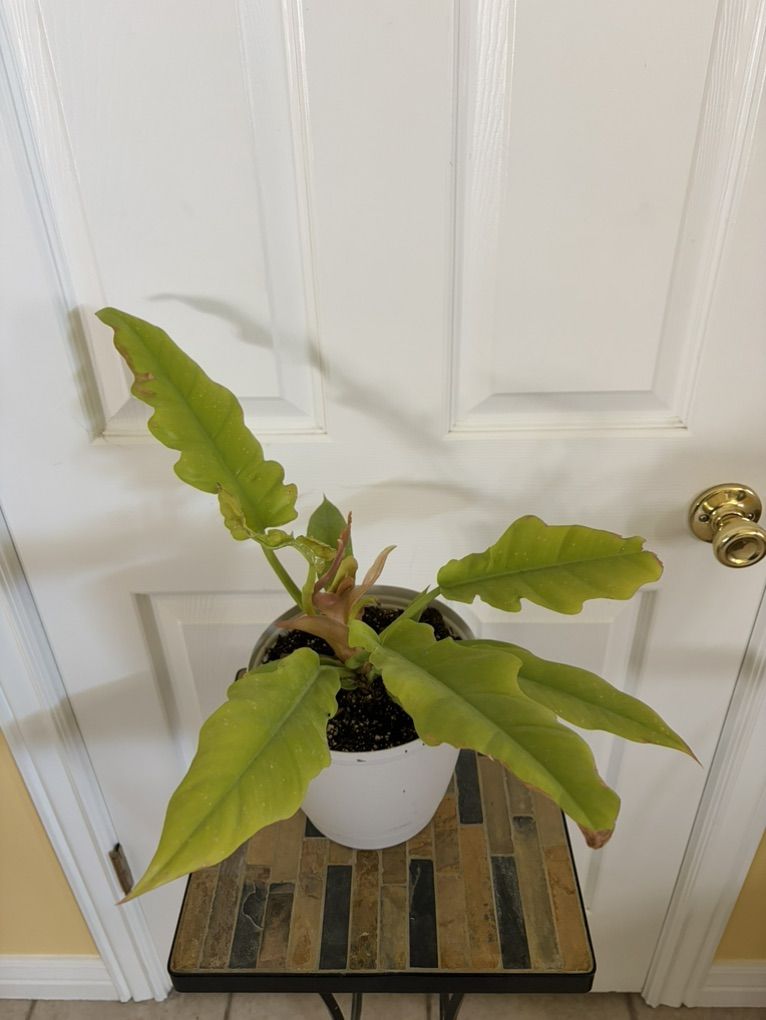 Golden Crocodile Philodendron