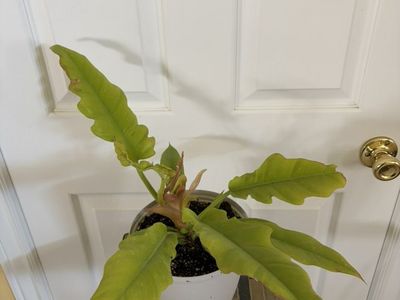 Golden Crocodile Philodendron