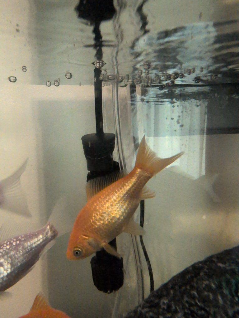 Free Comet - Goldfish, Assorted Colors