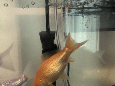 Free Comet - Goldfish, Assorted Colors