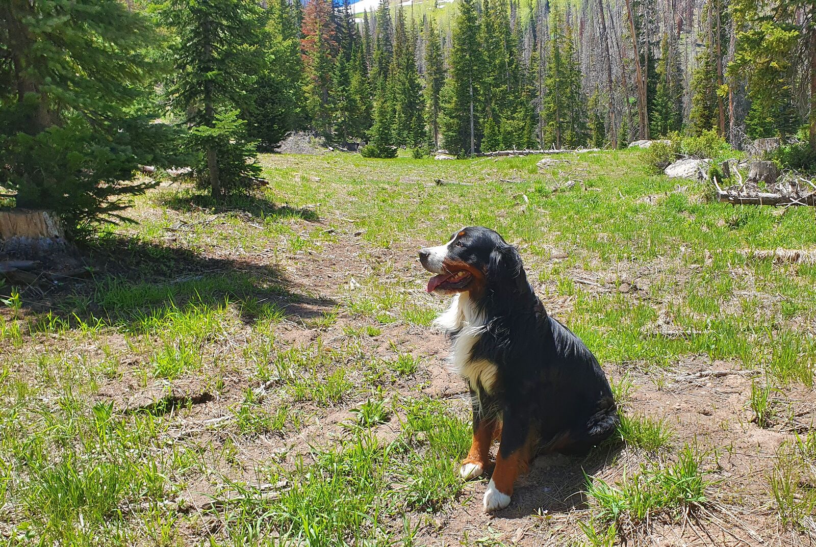 110 lb AKC Bernese STUD Services