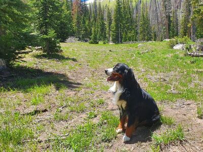 110 lb AKC Bernese STUD Services