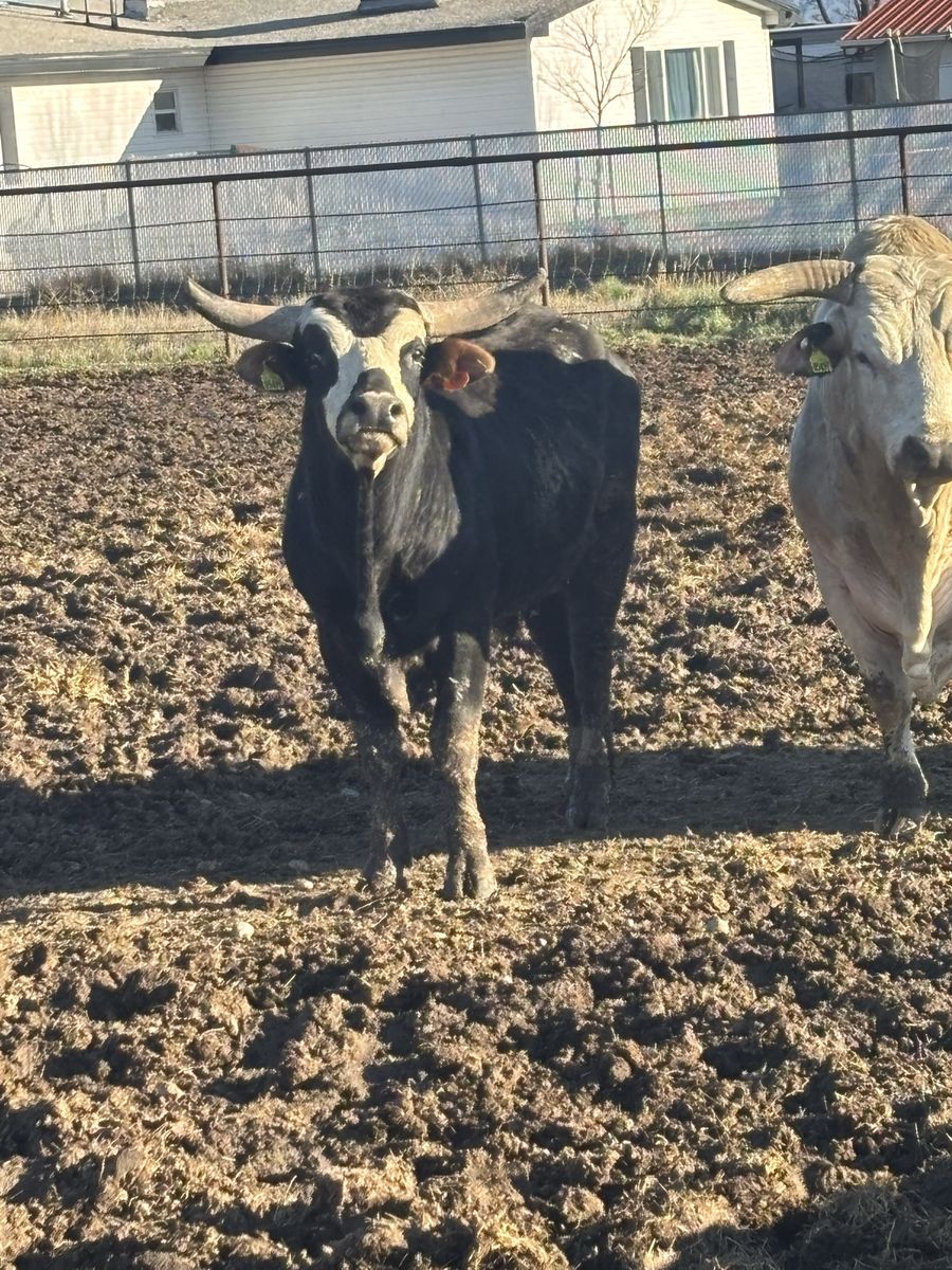 Longhorn cross bull