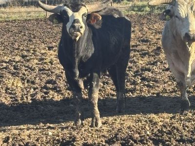 Longhorn cross bull