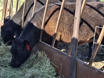Angus steer