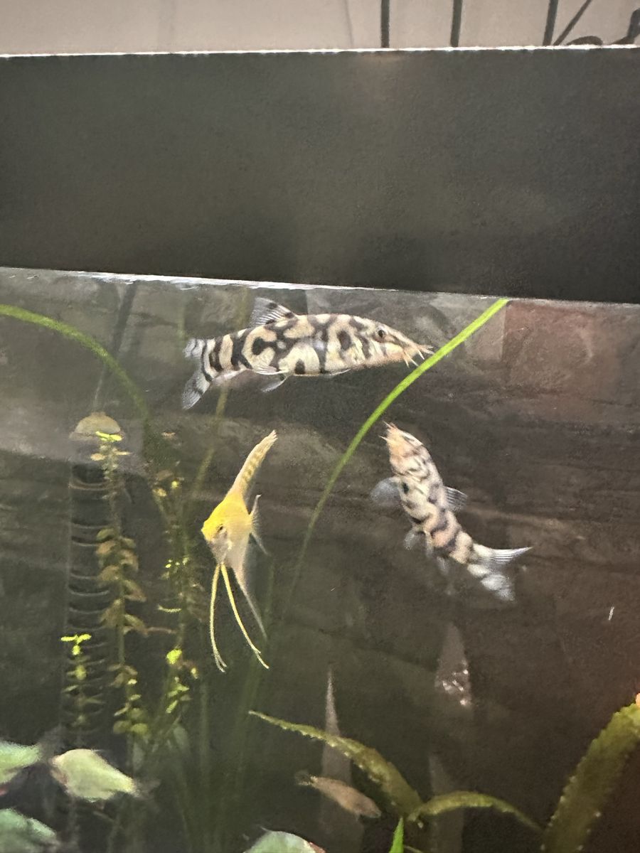 Yoyo Loaches