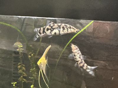 Yoyo Loaches