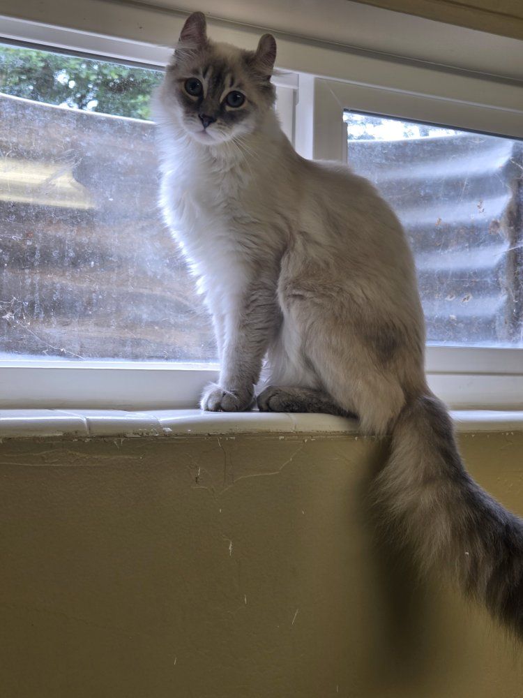 Ragdoll kitten and Lynx