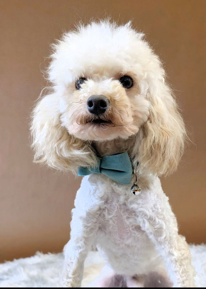 Devoted Toy Labradoodle, 6.5lbs, Neutered
