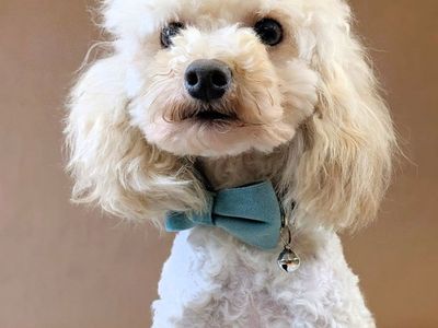 Devoted Toy Labradoodle, 6.5lbs, Neutered