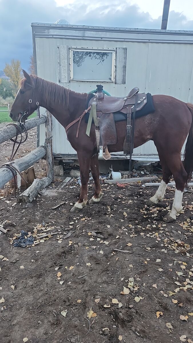 Broke gelding