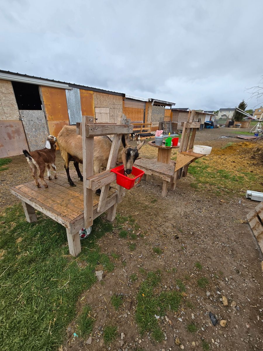 4 year old Alpine milk goat