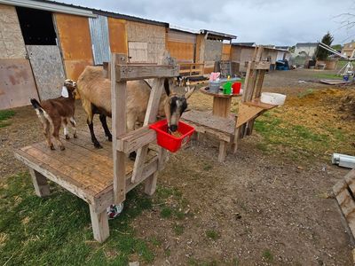 4 year old Alpine milk goat