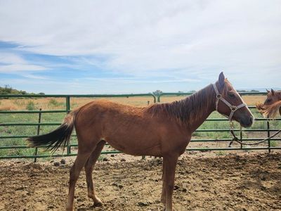 Yearling Grade Fillies