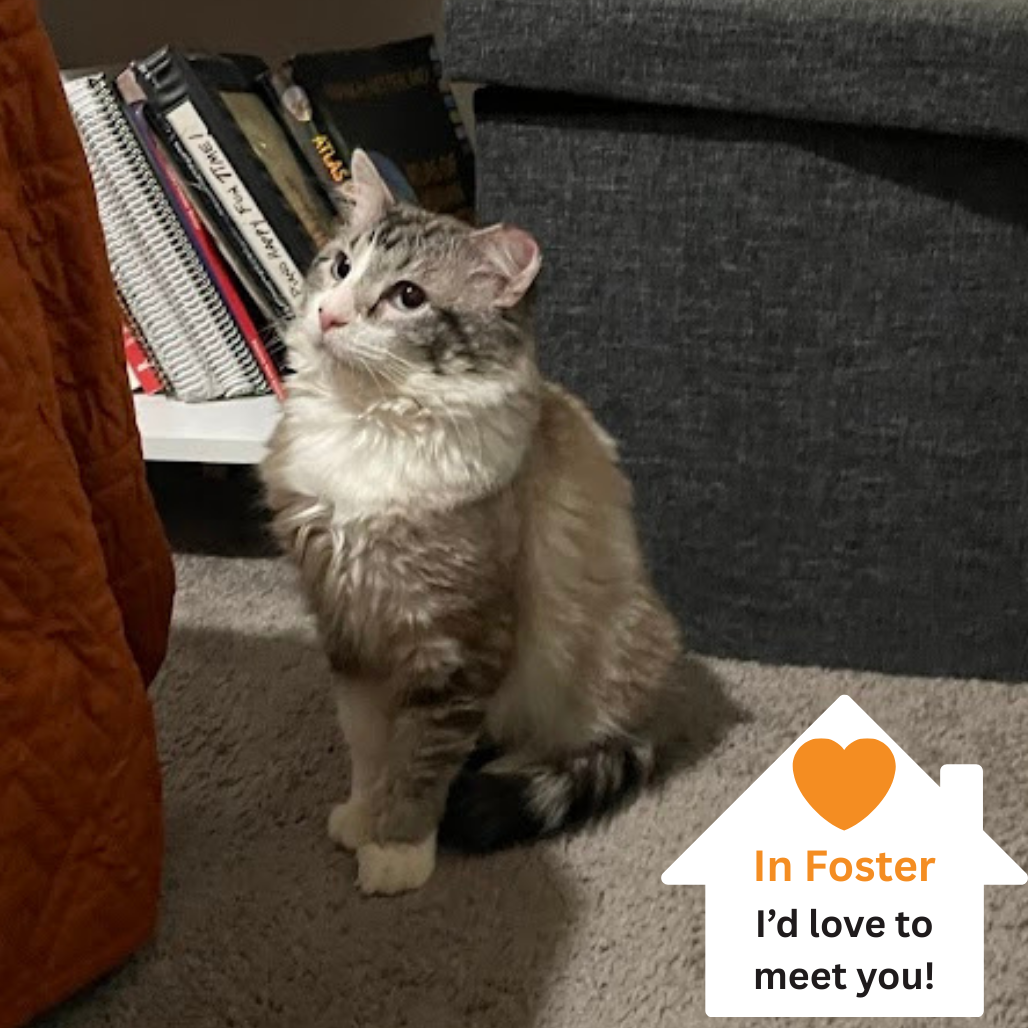 Hello my name is Clover Nook