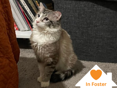 Hello my name is Clover Nook