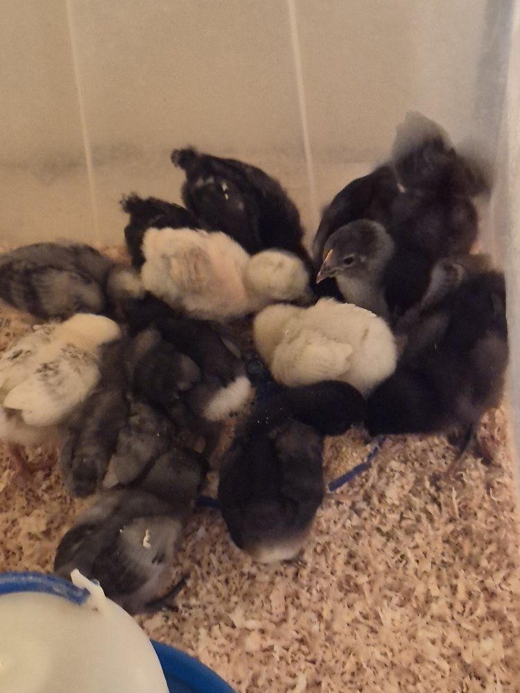 Baby Chicks Assorted Breeds Poultry