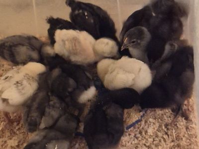 Baby Chicks Assorted Breeds Poultry