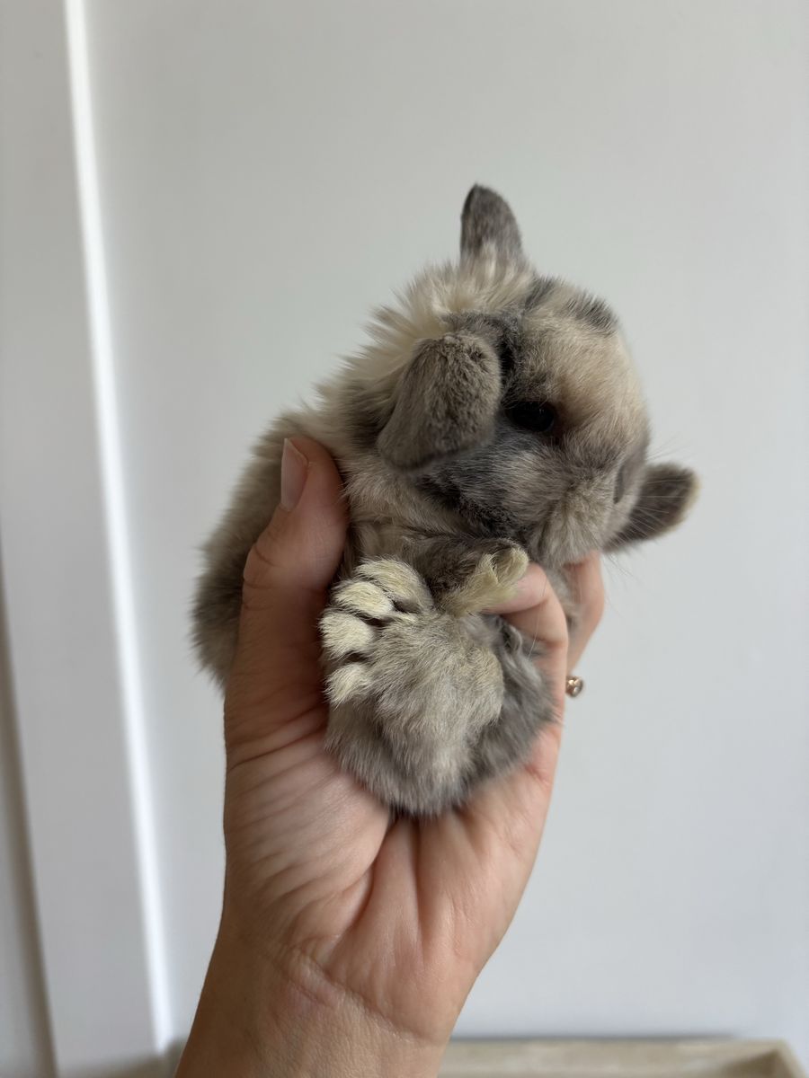 Holland lop doe