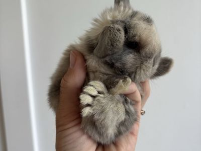Holland lop doe