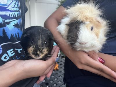 Bonded Guinea Pigs Pair
