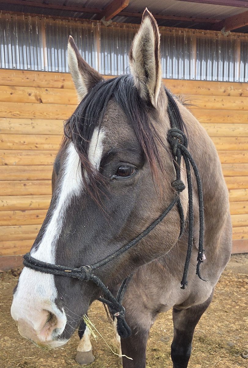 2020 AQHA Grulla Mare