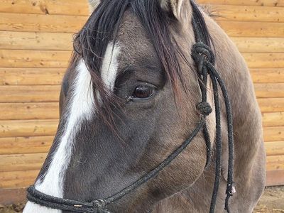 2020 AQHA Grulla Mare