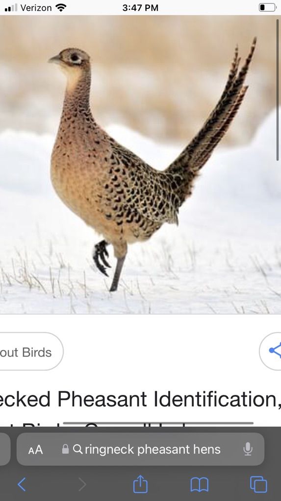 In Search Of Ringneck Pheasant Hens For Sale!