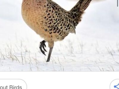 In Search Of Ringneck Pheasant Hens For Sale!