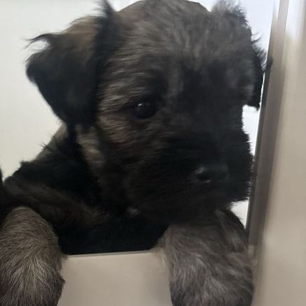 Mini Schnauzer puppy Seeking Full-Time Staff (You)