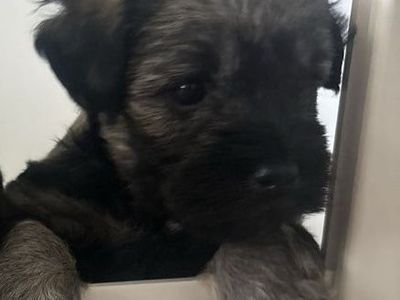 Mini Schnauzer puppy Seeking Full-Time Staff (You)