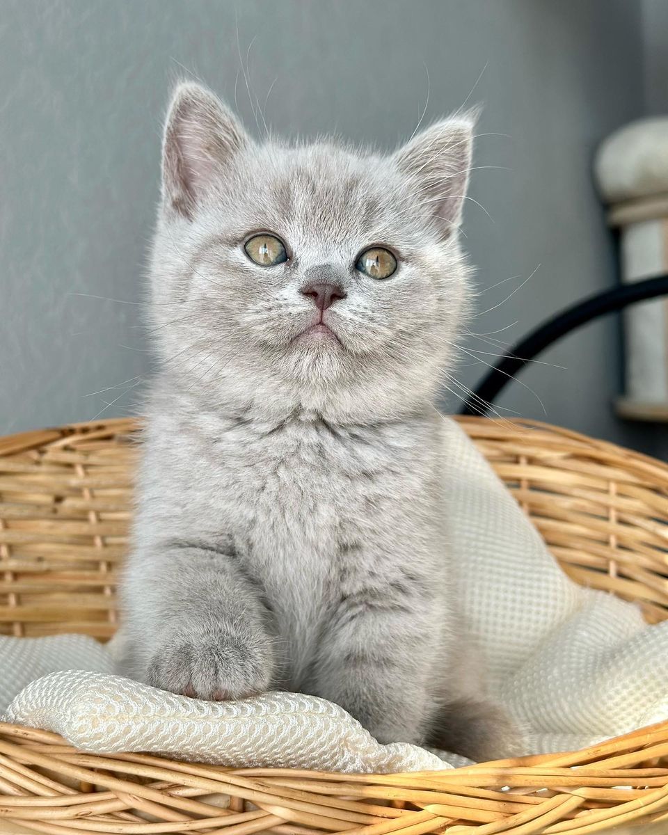 British Shorthairr