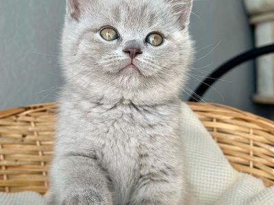 British Shorthairr