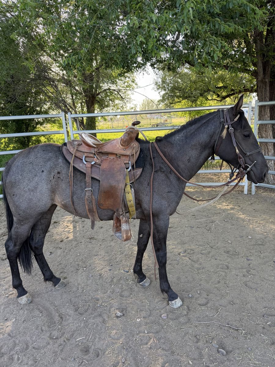 Blue Roan AQHA filly