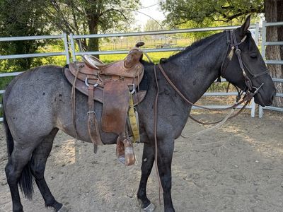 Blue Roan AQHA filly