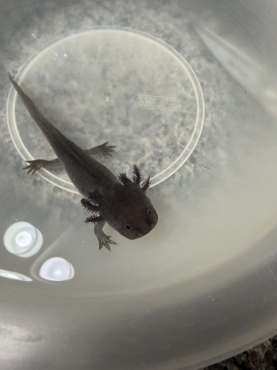 6 month old axolotl