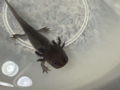 6 month old axolotl