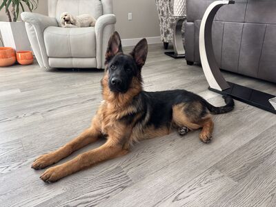 Akc German shepherd