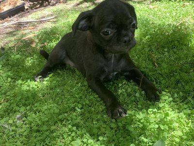 Pug/shihtzu