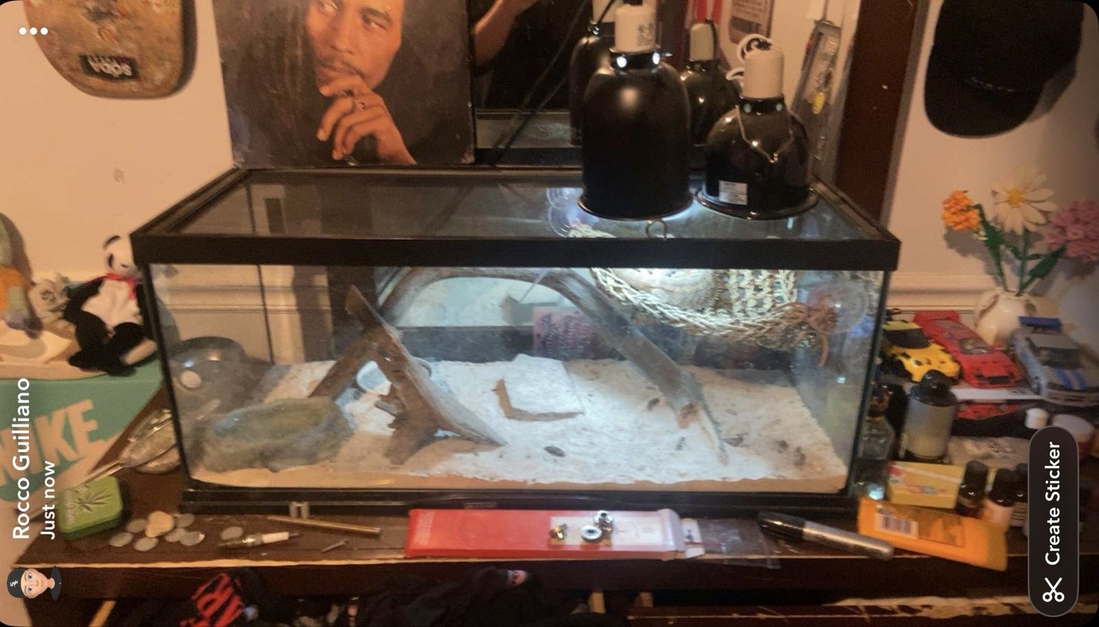 Two Year-Old Male Bearded Dragon