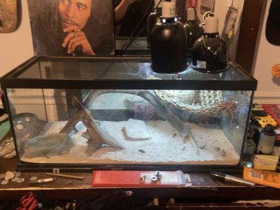 Two Year-Old Male Bearded Dragon