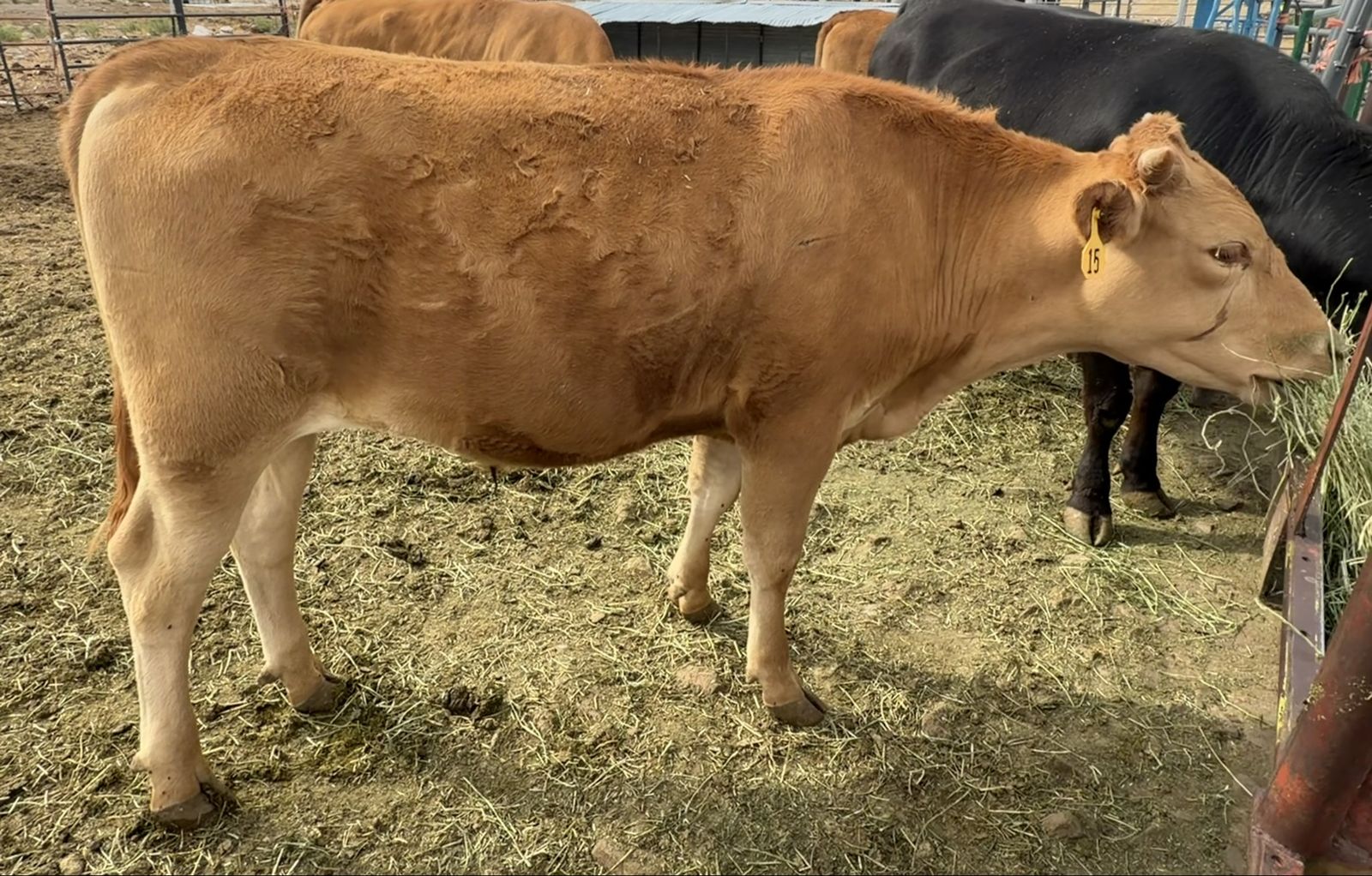 Fullblood Akaushi Wagyu Steer - 13 Months Old